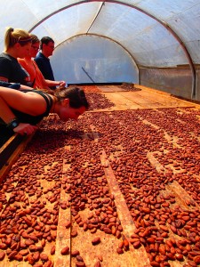 Up close and personal with drying cacao beans.