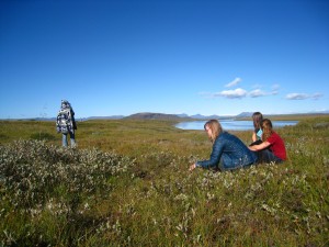 Picking wild blueberries in Iceland.