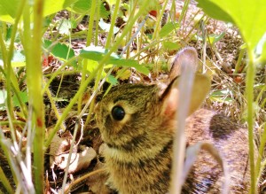 Guess who else likes organic strawberries.