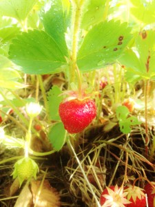 This could be a perfect strawberry, except there is no spider.