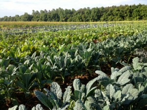 Fields of kale. And other green things.