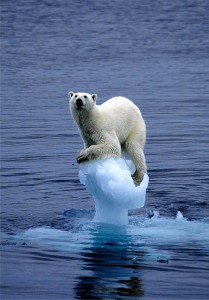 Interestingly, pictures of this poor bear show up in Google Image searches for both "global warming" and "climate change"... as do images of the planet on fire (often held in a large, disembodied hand).