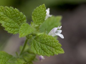 Lemonbalm is one of the many plants that can ward off mosquitoes with it's smell.