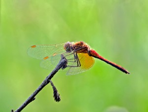 Dragonflies are natural predators of mosquitoes, and don't bite at all.