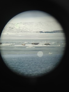 A zoomed in shot of seals basking in the sun on an iceberg. These were some of the few wild animals we saw during our stay, and one of the few species to reside in Iceland. With climate change worsening and the melting glacier in the background, it was curious to see how the homes of these seals would be affected.