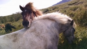 I made some friends in the hills