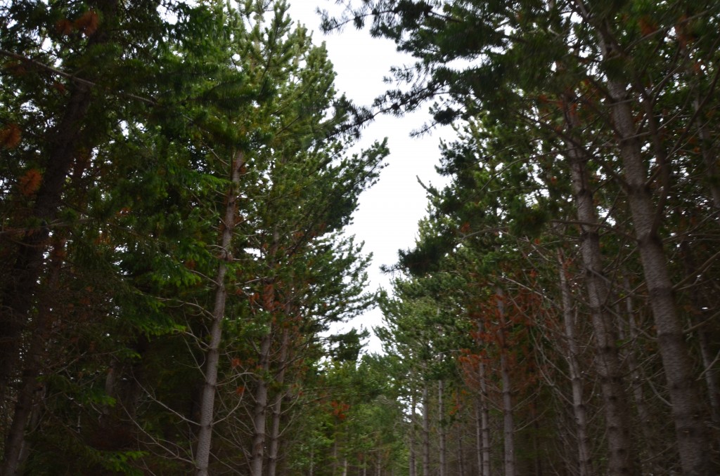 Forestry in Iceland is finally beginning to take serious root again. After being clear cut in the settlement era, the loss of birch stands resulted in severe erosion that would disturb most of the Icelandic landscape. Recently, the realization that trees have a great role to play in preventing erosion has resulted in a rise of planting trees not only by organizations but by regular everyday citizens as well. There has also been a great movement to protect the few old growth forests that remain in Iceland today.