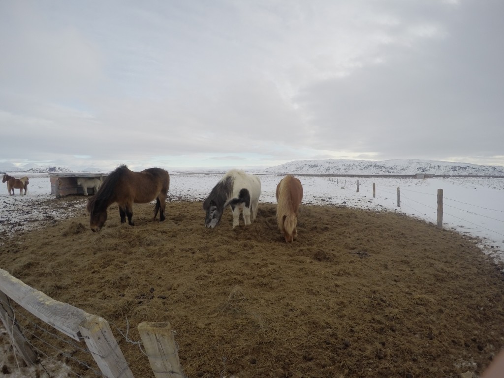 Livestock has always been of importance and pride in Iceland. This is particularly true with the pure Icelandic breeds such as the horse and the sheep. However overgrazing by livestock has lead to a series of problems with the environment, particularly with the soil. The biggest issues are erosion due to the lack of root structure to hold the soil in place and the loss of nutrients from the soil. As a result, the soil becomes loose and dries and blows like dust, causing visible damage to fences and buildings in particularly bad areas. Landgræðsla Ríkisins, the soil conservation service of Iceland, is now actively working with farmers to encourage sustainable grazing practices and to help farmers understand how these practices not only benefit the environment but their farmland as well.